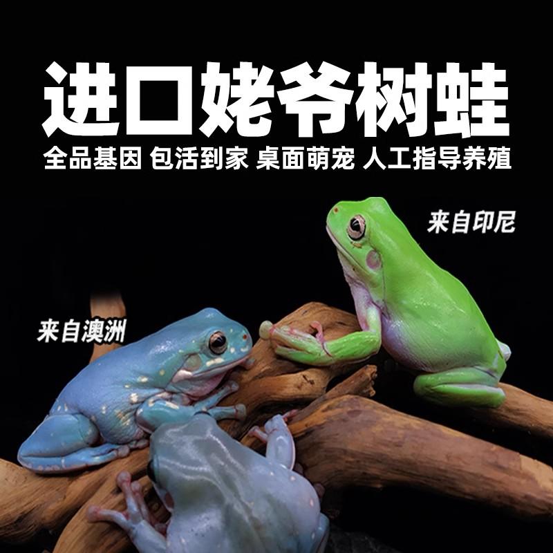 澳洲蓝姥爷树蛙绿姥爷蛙树蛙蝌蚪异宠蛙老爷奶牛树蛙活物饲养盒缸