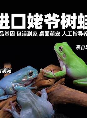 澳洲蓝姥爷树蛙绿姥爷蛙树蛙蝌蚪异宠蛙老爷奶牛树蛙活物饲养盒缸