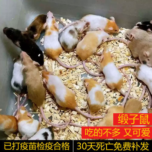 网红缎子鼠活体迷你活物宿舍宠物可爱的小老鼠小白鼠活物段子鼠