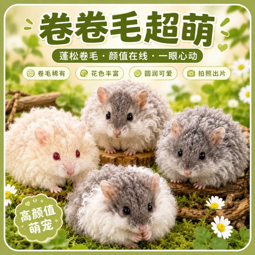 网红小巧一线一线鼠坎贝尔鼠家养稀有卷毛仓鼠活体小宠物学生宿舍