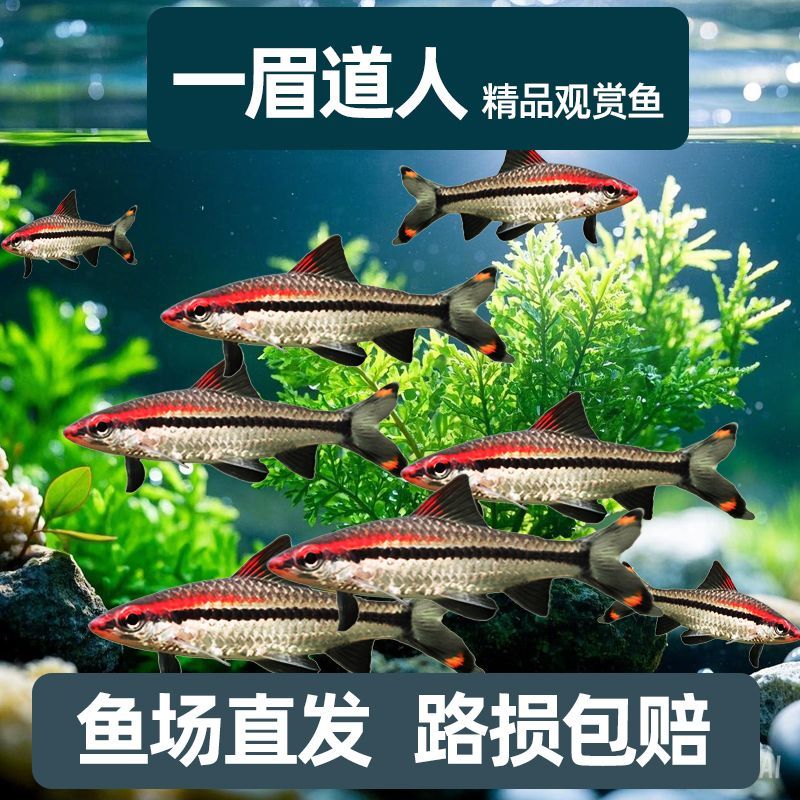 一眉道人活体小型鱼苗热带群游淡水热带鱼游鱼观赏鱼草缸好养混养