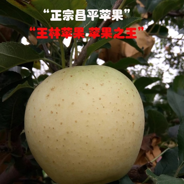 王林北京75纯甜王林苹果