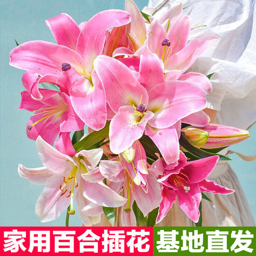 新鲜香水百合花鲜花花束云南基地直发家用水养真花插花鲜切花送人