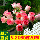 红粉玫瑰花鲜花花束云南昆明基地直发批发艾莎香槟爱莎家用插花