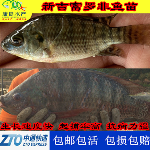 罗非鱼苗 新吉富罗非鱼苗 奥尼罗非鱼苗 单性罗非鱼苗 非洲鲫鱼苗