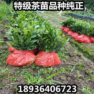 茶叶苗安吉白茶福鼎大白茶叶树苗毛尖龙井碧螺春南方种植茶树苗