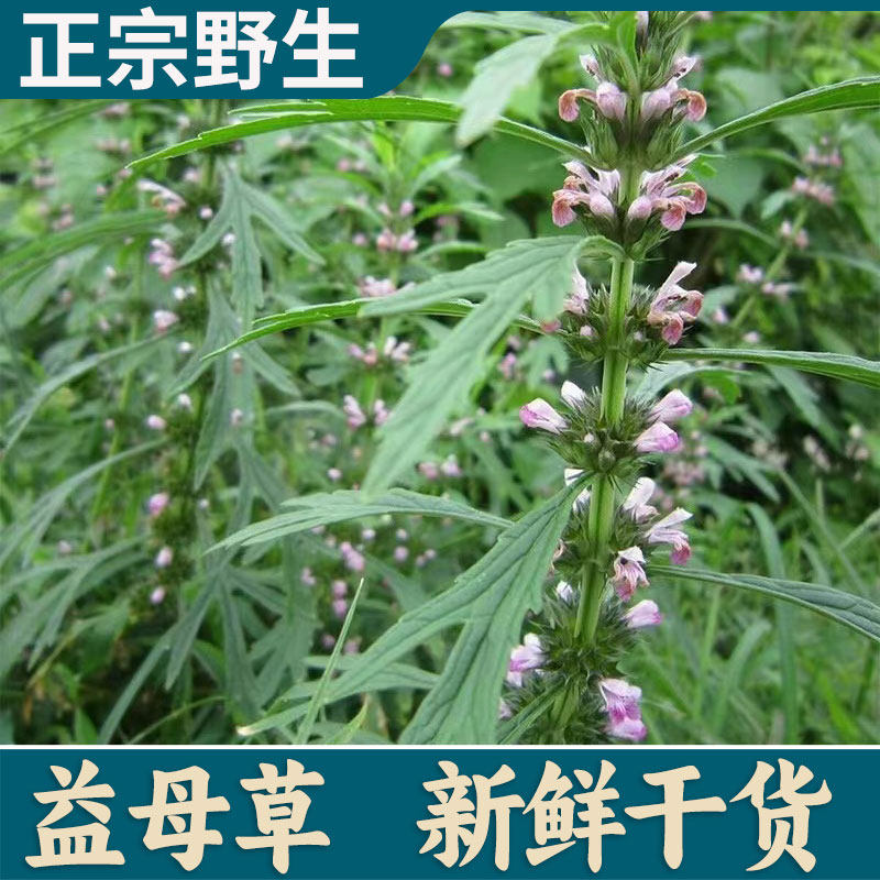 红花益母草天然现采新鲜中药材煮水红糖姜调姨妈月经花茶气血泡脚,传统滋补营养品,其他药食同源食品,淘宝优惠券,粉丝福利购,淘宝优惠卷