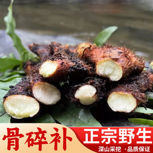 湖南深山新鲜骨碎补毛姜爬岩姜石岩姜接骨500g/件 包邮姜中药材