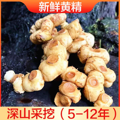 湖南雪峰深山新鲜黄精老虎姜非九晒九蒸可食用煲汤滋补泡酒中药材