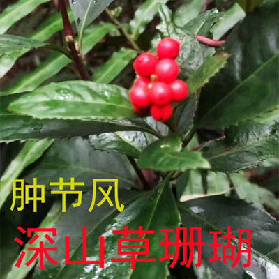 肿节风 草珊瑚 九节风 接骨莲 九节茶 干货 中药材500g包邮