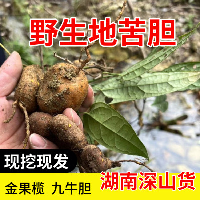 湖南新鲜地苦胆中药材 高原金果榄青牛胆九牛胆中草药山慈菇250克