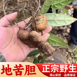 湖南新鲜地苦胆中药材 高原金果榄青牛胆九牛胆中草药山慈菇250克