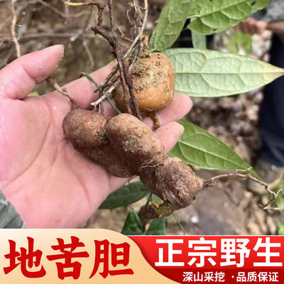 湖南新鲜地苦胆中药材 高原金果榄青牛胆九牛胆中草药山慈菇250克