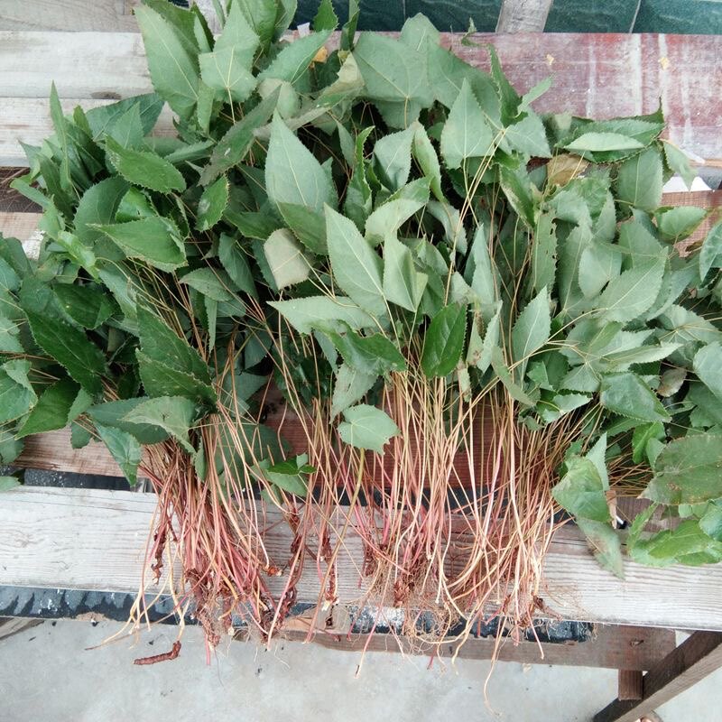 湖南淫羊藿中药材三枝九叶草全草整棵采挖仙灵牌男性滋补泡茶