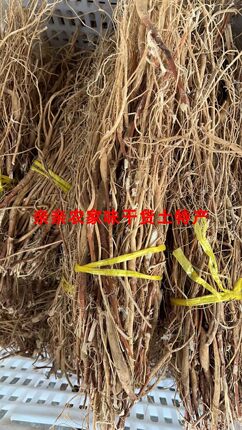 石参根虎尾轮龙岩草根干货炖汤焖肉250g包邮不是野生的
