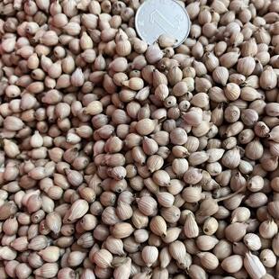 薏米带壳白薏米小薏米龙岩象山草尾山尖下农家自留老品种可做种子