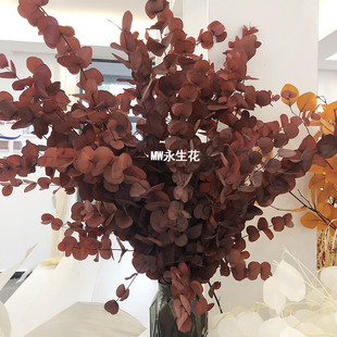 永生漂白苹果叶尤加利叶圆叶桉树叶桌面客厅摆设真花干花diy花材