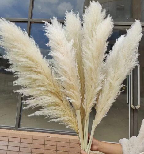 迷雾芦苇家居装饰蒲苇
