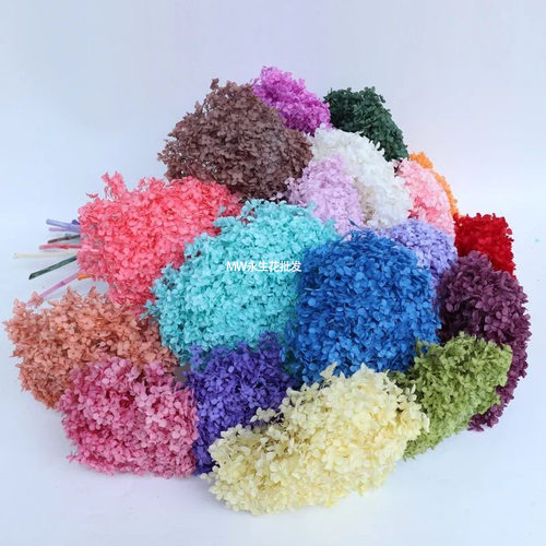 小叶永生花安娜绣球真花