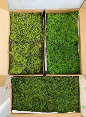 永生大羽藓 立体植物墙造景永生苔藓 室内软装微景观铺面装饰青苔