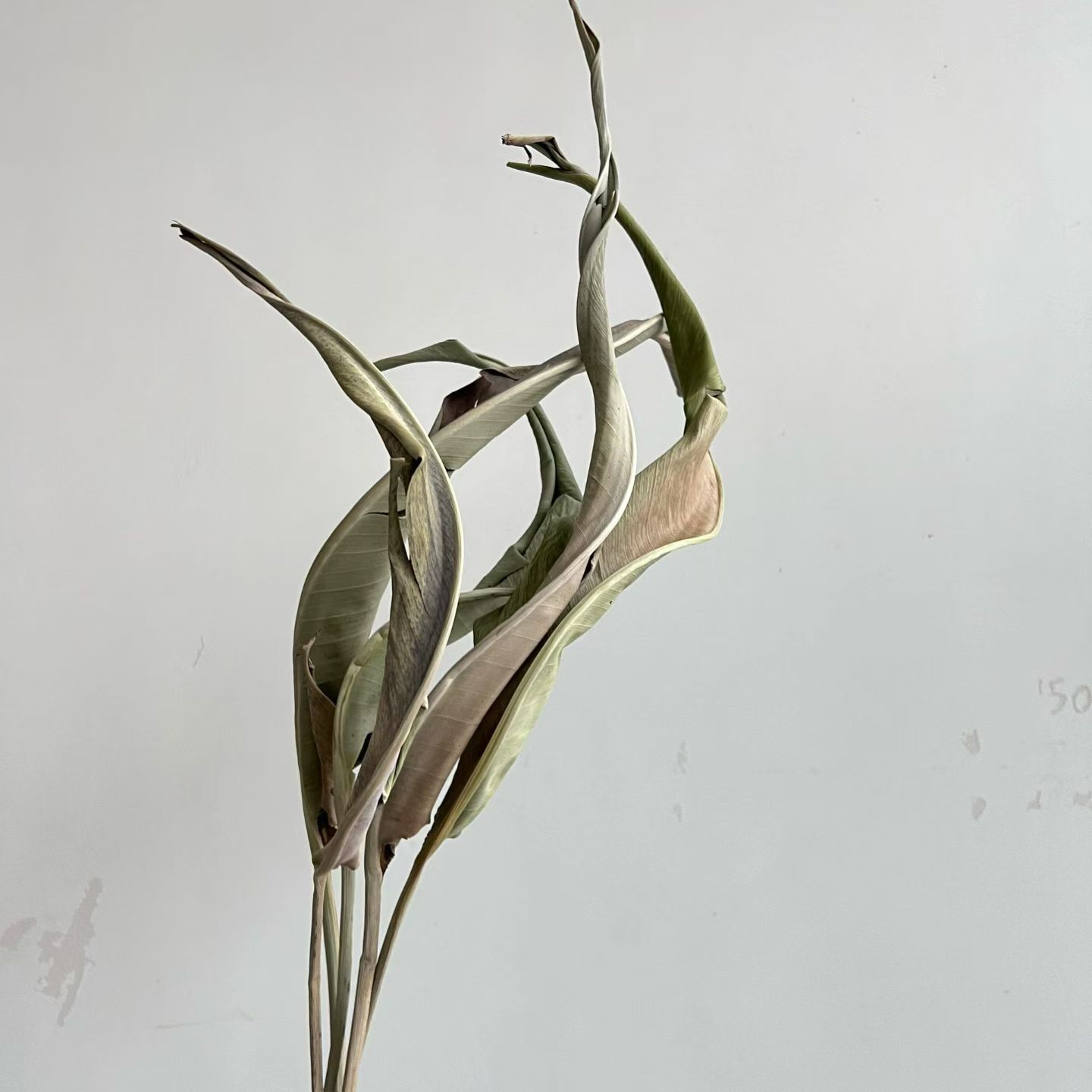 永生花干花植物保鲜永生叶子天堂鸟 兰花叶 插花工艺品软装