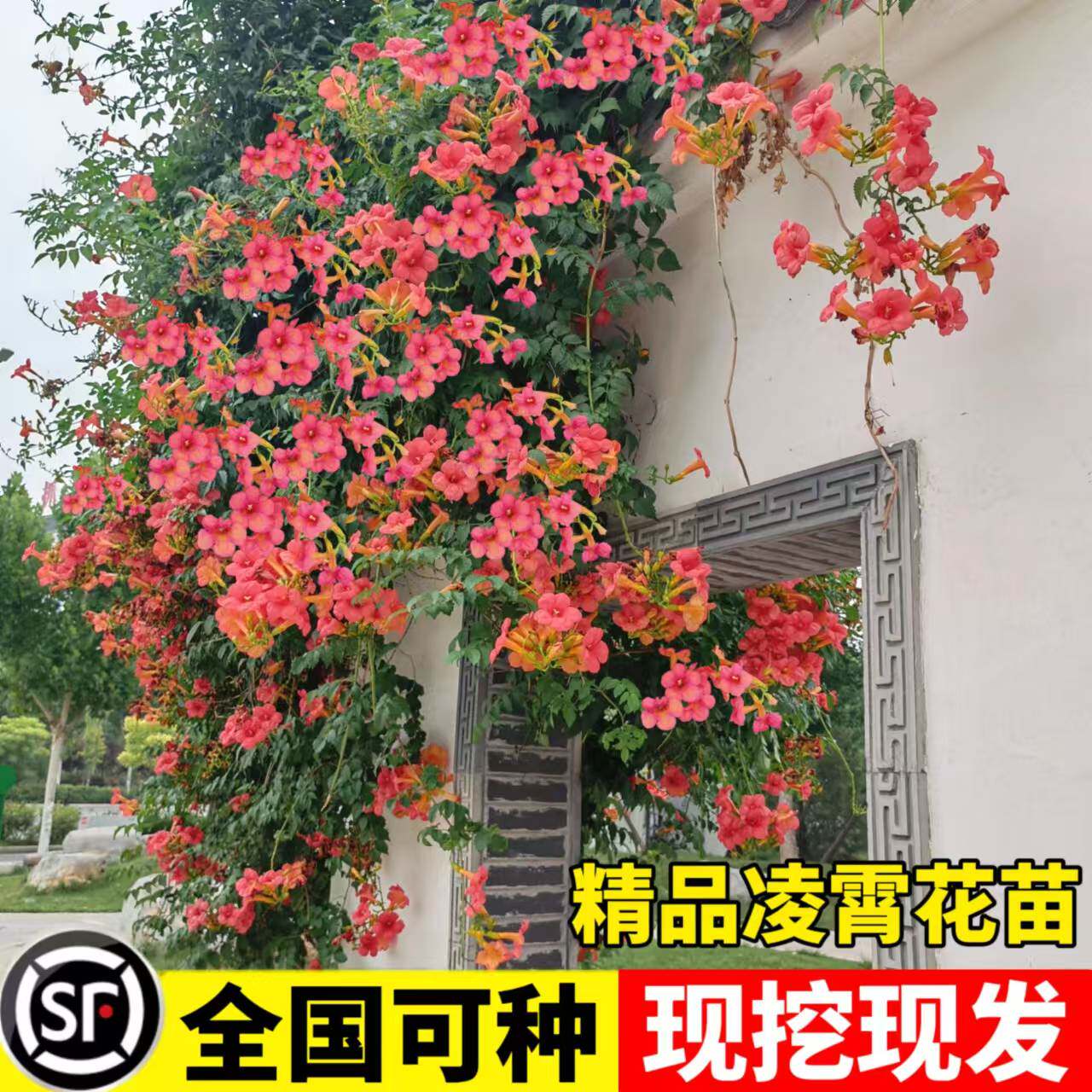 凌霄花树苗爬藤植物多季开花卉绿植盆栽庭院阳台炮仗花耐寒耐热图片