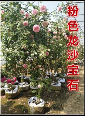 庭院攀援花卉植物蔷薇花苗带花藤本爬藤大苗月季多季开花藤本植物