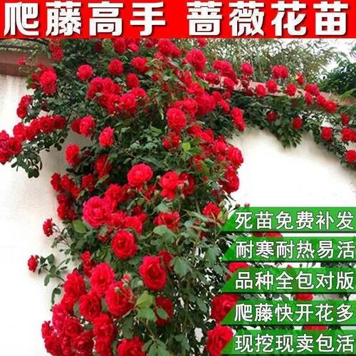浓香爬藤月季花苗庭院盆栽