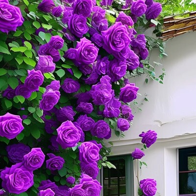 无刺多花蔷薇花苗攀援花卉爬藤植物大苗好养开花多庭院阳台多季开