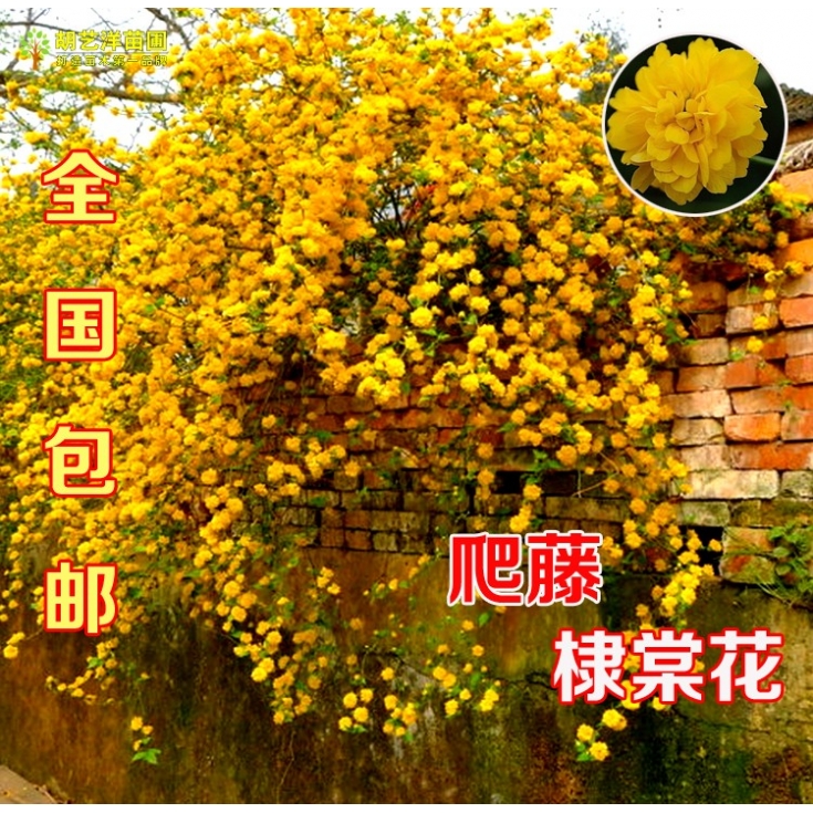 爬藤攀缘植物棣棠苗美丽的重瓣棣棠花苗耐寒耐热花卉盆栽四季开花