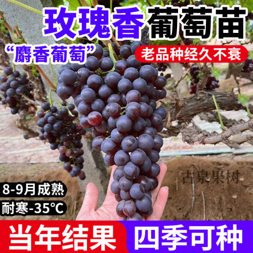 特大玫瑰香葡萄树苖老桩盆栽庭院爬藤耐寒无籽葡萄小苗南北方结果
