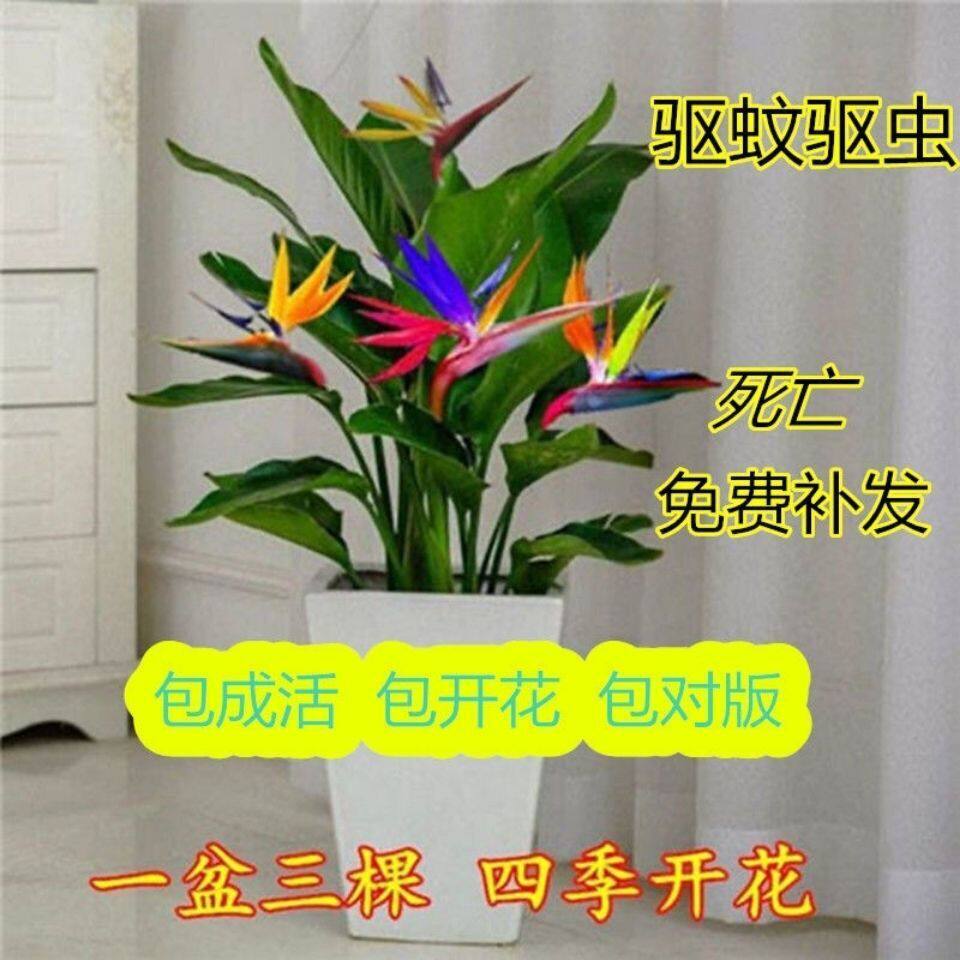 一盆多色天堂鸟室内大型绿植盆栽鹤望兰吸甲醛四季种植耐寒