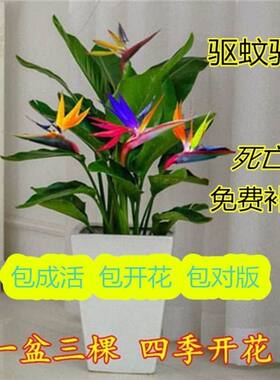 室内大型多色天堂鸟盆栽耐寒