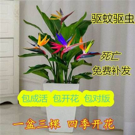 一盆多色天堂鸟室内大型绿植盆栽鹤望兰吸甲醛四季种植耐寒