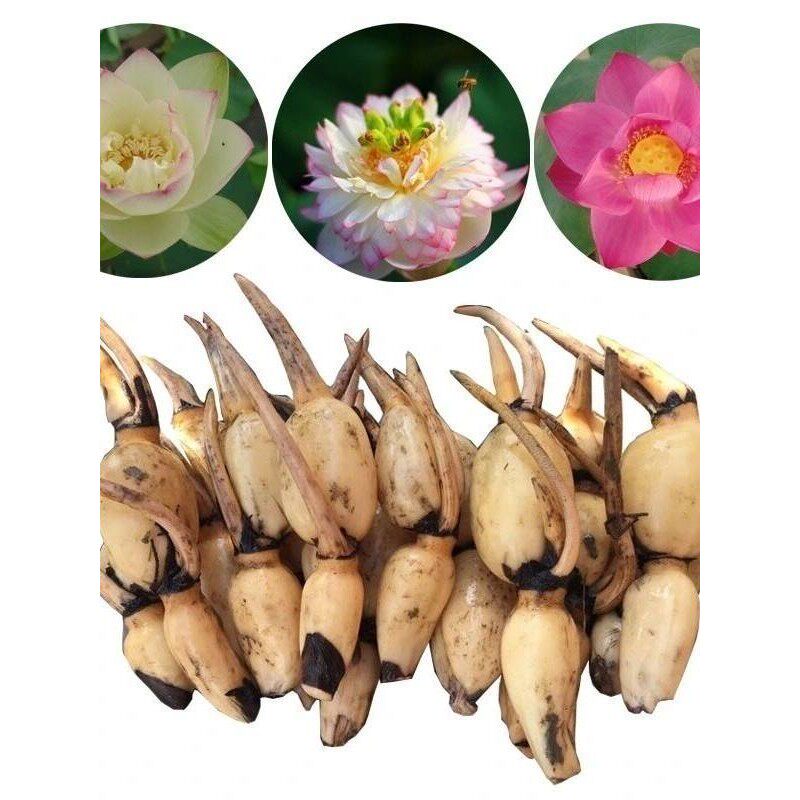 大型观赏荷花种食用藕苗莲藕种苗盆栽碗莲莲藕根种植荷花苗莲花苗