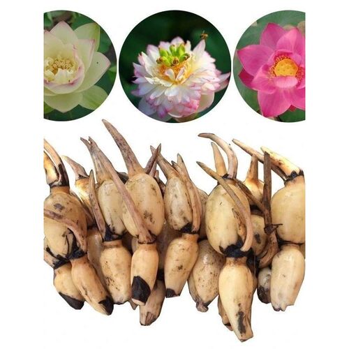 大型观赏荷花种食用藕苗莲藕种苗盆栽碗莲莲藕根种植荷花苗莲花苗