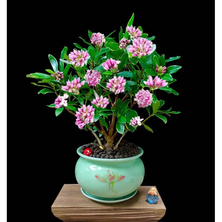 金边瑞香盆栽浓香型耐寒花卉瑞香育苗/栽培基质