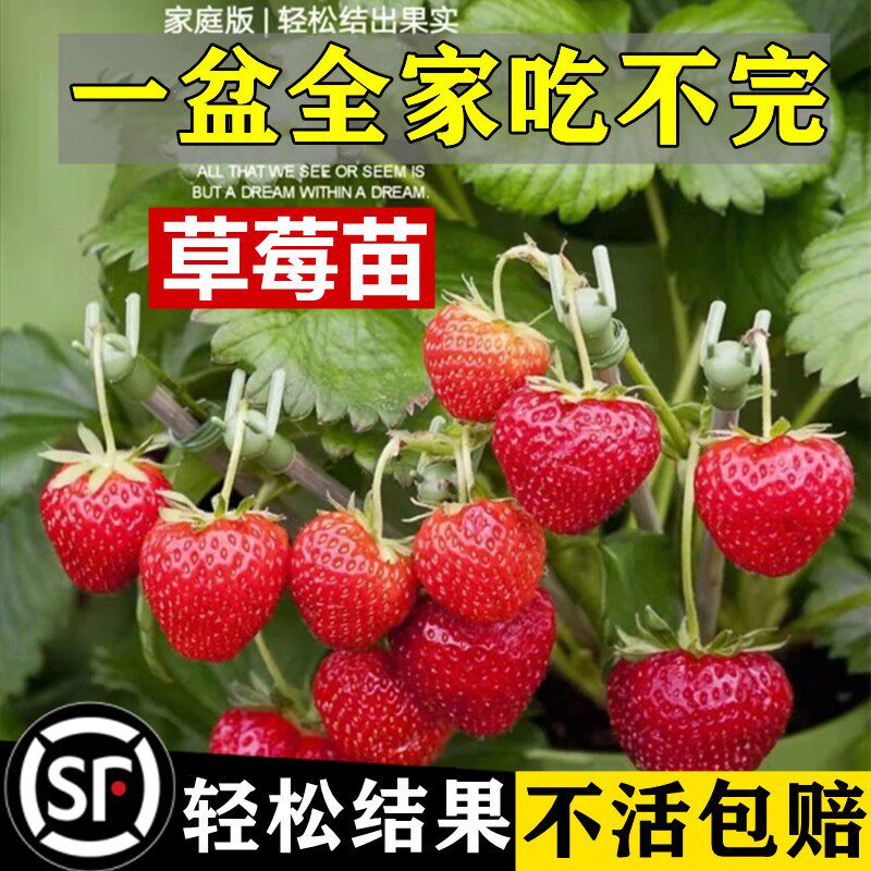 奶油草莓苗盆栽带盆土花果红颜四季结果可食用南方阳台种植新苗秧