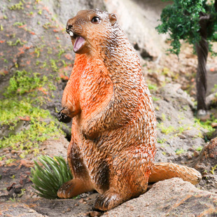 儿童认知玩具仿真动物模型实心野生土拨鼠旱獭松鼠桌面摆件礼物
