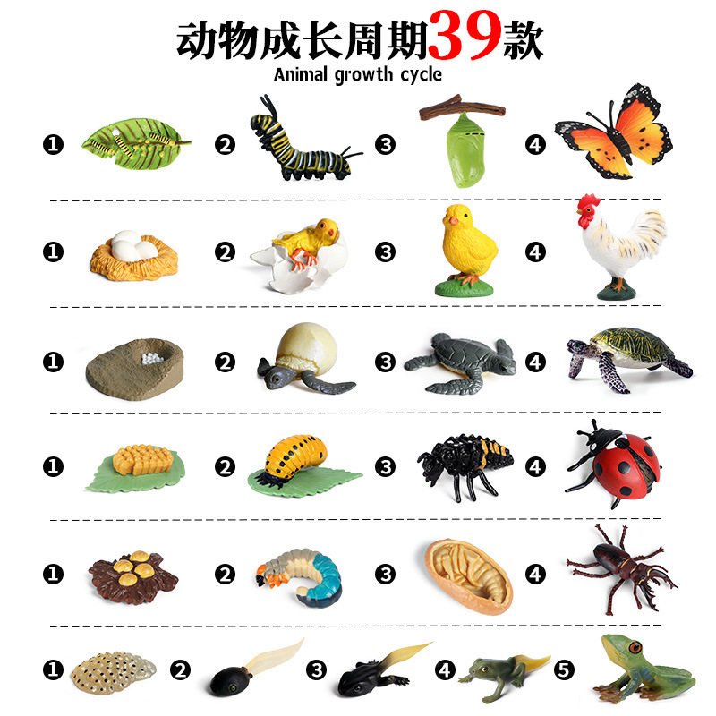 儿童蒙氏早教仿真动物模型玩具蜘蛛青蛙海龟蝴蝶公鸡成长周期摆件,玩具/童车/益智/积木/模型,仿真/动物玩偶,淘宝优惠券,粉丝福利购,淘宝优惠卷