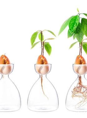 Avocado Seed Starter Vase Transparent Glass Vase Vase for Gr