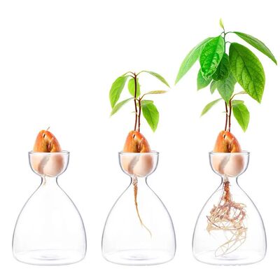Avocado Seed Starter Vase Transparent Glass Vase Vase for Gr