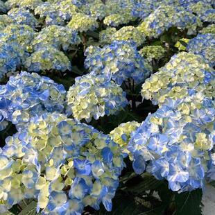 六新品绣球 蒙特光云 球晴天水晶面纱水晶灯 露娜 盆栽绣球花苗