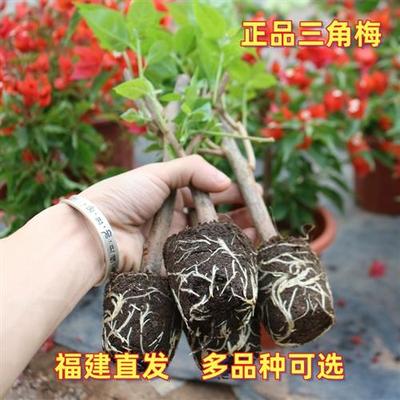 橙桑巴四季开花三角梅重瓣勤花小苗盆栽爬藤绿植庭院阳台
