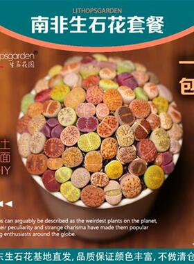 山东直发南非生石花盆栽多肉植物混组合屁屁彩色PP含盆土新手套餐