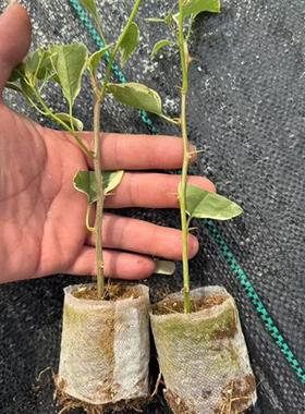 佰梅园 细杆-三角梅袋苗品种大全(详情页有苗情图)