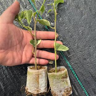 佰梅园 细杆-三角梅袋苗品种大全(详情页有苗情图)