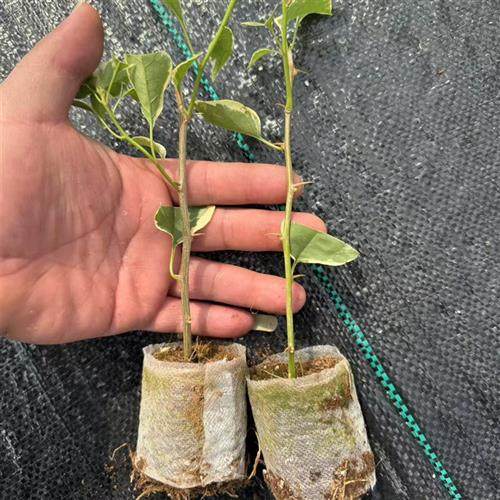 佰梅园 细杆-三角梅袋苗品种大全(详情页有苗情图)