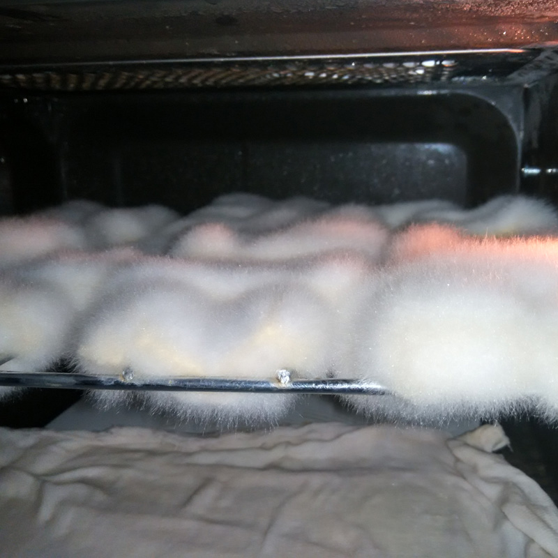 毛霉菌种 豆腐乳毛豆腐用菌种豆腐渣发酵用菌 微生物长白毛50克