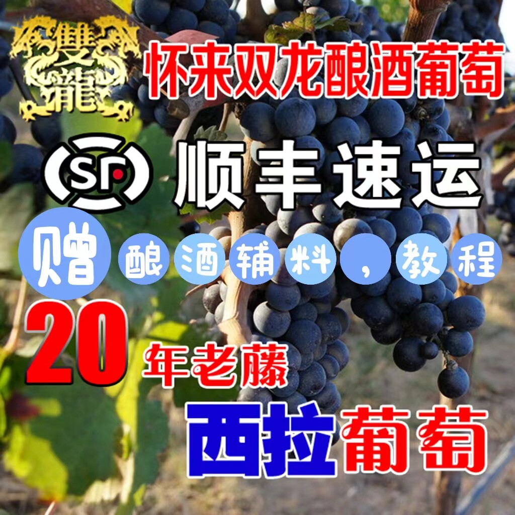 怀来双龙20年老藤西拉葡萄酿酒葡萄/提子